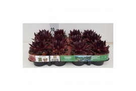 Sempervivum Riga