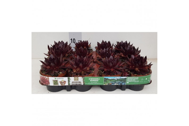 Sempervivum Riga 