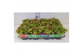 Sempervivum Stockholm