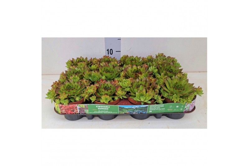 Sempervivum Stockholm 