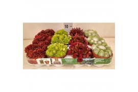Sempervivum 4 soorten per tray