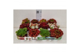 Sempervivum 6 soorten per tray
