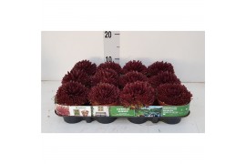Sempervivum Monaco