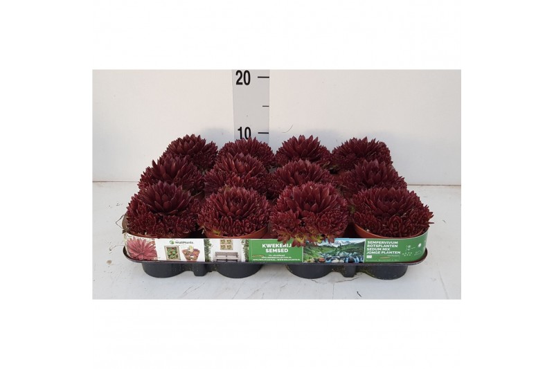 Sempervivum Monaco 