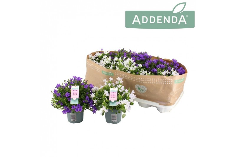 Campanula port. ambella mix addenda paars/wit 