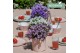 Campanula port. ambella mix addenda paars/wit 