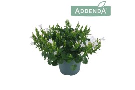Campanula port. ambella white