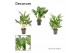 Aglaonema mix Decorum 