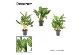Aglaonema mix Decorum