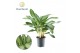 Aglaonema diamond bay Decorum 