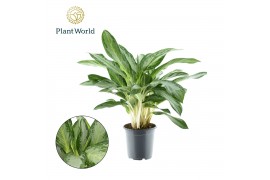 Aglaonema diamond bay Decorum