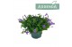 Campanula port. ambella lavender 