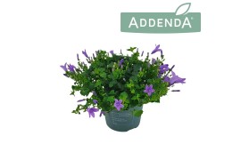Campanula port. ambella lavender