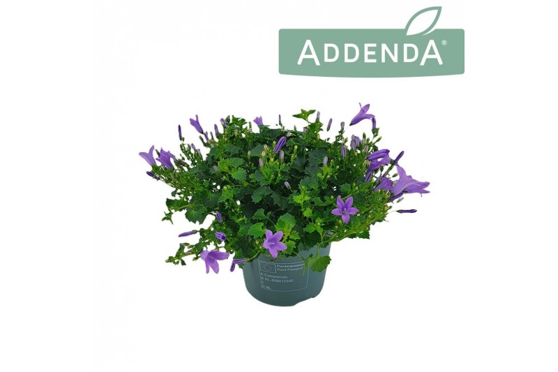 Campanula port. ambella lavender 