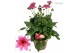 Dahlia dalina maxi starburst pink 