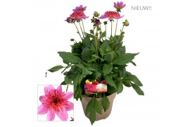 Dahlia dalina maxi starburst pink