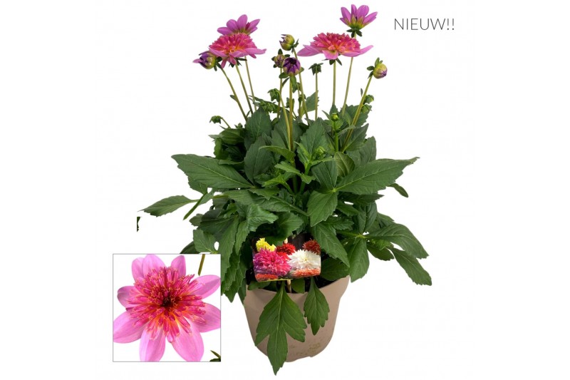 Dahlia dalina maxi starburst pink 