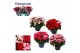 Begonia betula mix decorum,2 pp 