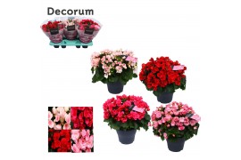 Begonia betula mix decorum,2 pp