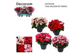 Begonia (elatior grp) betulia mix Decorum