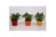 Capsicum annuum samba mix 