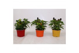 Capsicum annuum samba mix