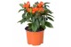 Capsicum annuum samba mix 