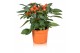 Capsicum annuum samba orange 