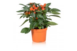 Capsicum annuum samba orange
