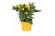 Capsicum annuum samba yellow 