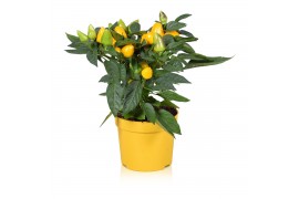 Capsicum annuum samba yellow