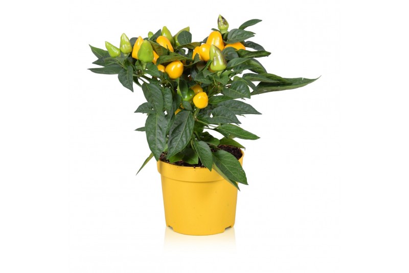 Capsicum annuum samba yellow 
