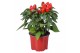 Capsicum annuum samba red 