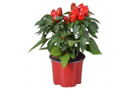 Capsicum annuum samba red