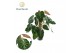 Philodendron verrucosum incensi mosstok 