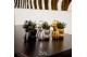 Succulenten TRULY Crassula, Balloon dog 1 pp 