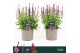 Salvia nemorosa overig Sensation Mix 