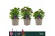 Dianthus barbarini mix barbatus Dart Mix 