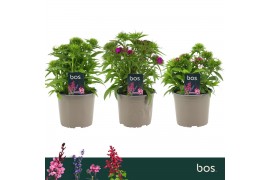 Dianthus barbarini mix barbatus Dart Mix