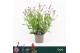Verbena rigida Polaris Sky Blue 