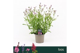 Verbena rigida Polaris Sky Blue