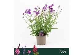 Verbena rigida Lilac