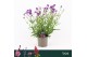 Verbena rigida Mix 