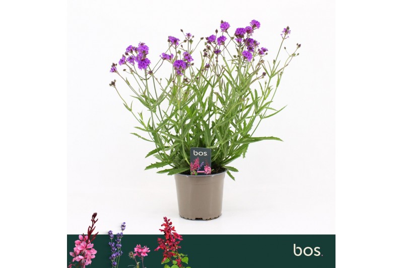 Verbena rigida Mix 