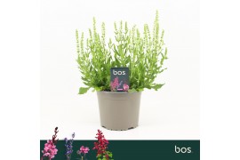 Salvia nemorosa sensation white