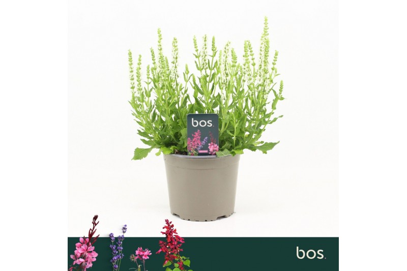 Salvia nemorosa sensation white 