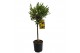 Olea europaea stam 