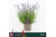 Lavandula Ardeche Blue 