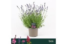 Lavandula Ardeche Blue