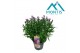 Aster novi-belgii grp showmakers pretty pink 
